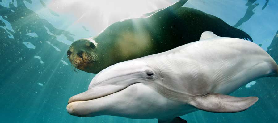 Aquarium of Western Australia