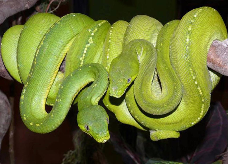 Canberra Reptile Zoo