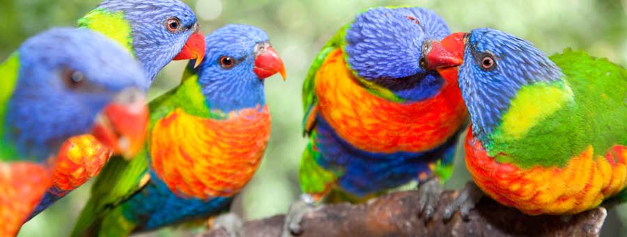 Canberra Walk-In Aviary