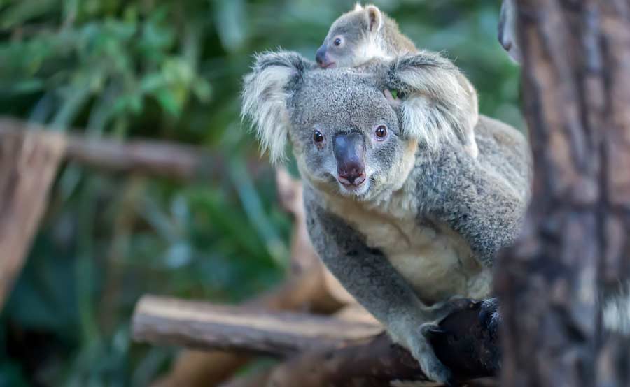 Cleland Wildlife Park