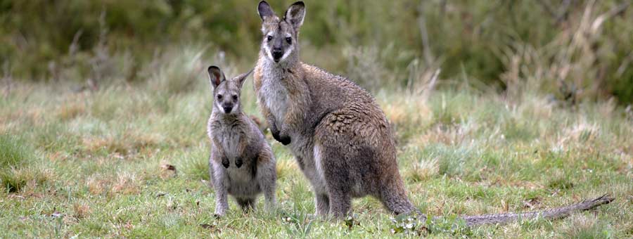 East Coast Natureworld