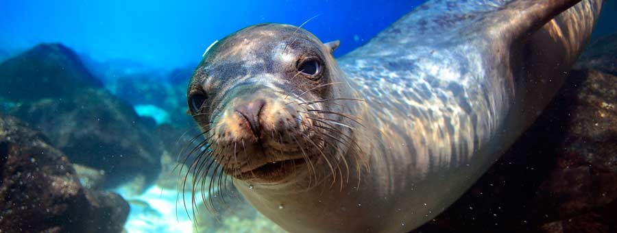 Manly SEA LIFE Sanctuary