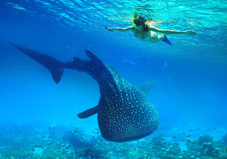 Ningaloo Reef