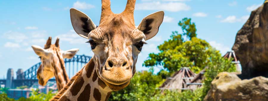 Taronga Zoo