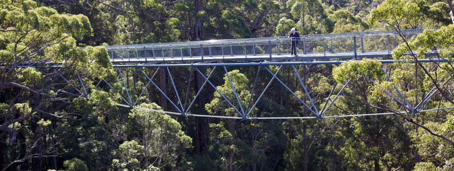 Valley of the Giants Tree Top Walk