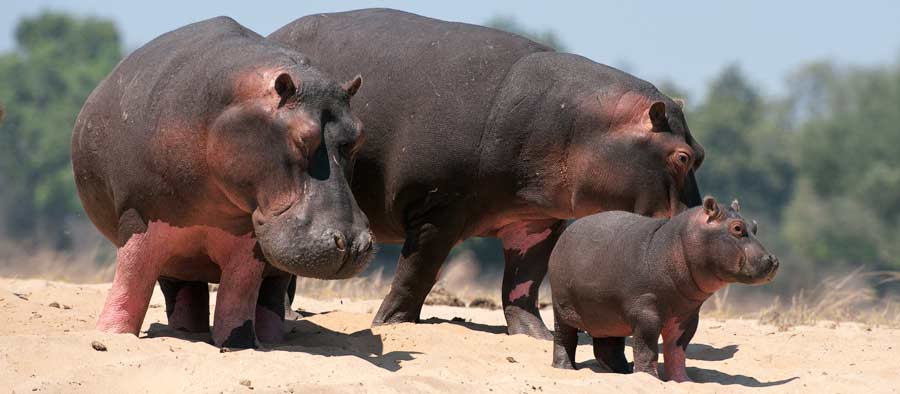 Werribee Open Range Zoo
