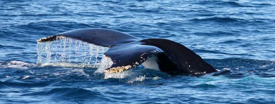 Whale Watching at Hervey Bay