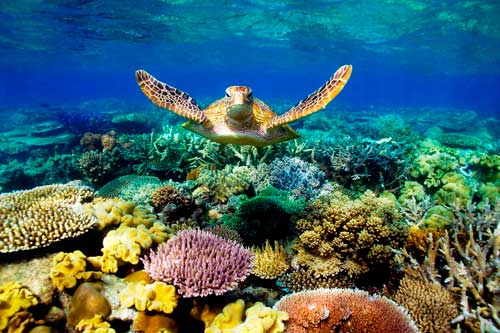 great barrier reef